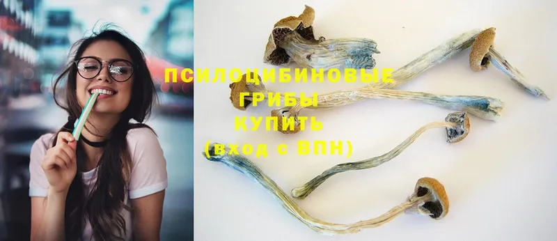 Псилоцибиновые грибы Psilocybe Ясногорск